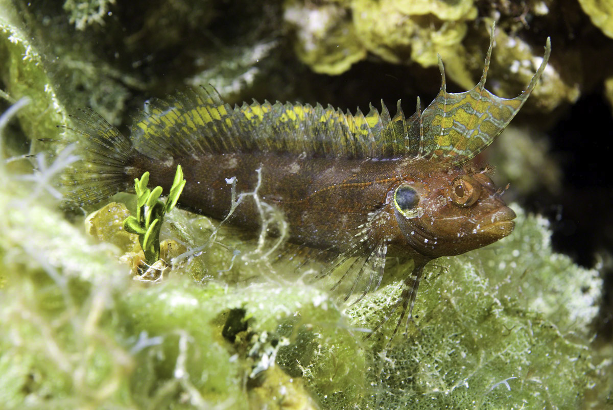 Quill-Fin-Blenny.jpg