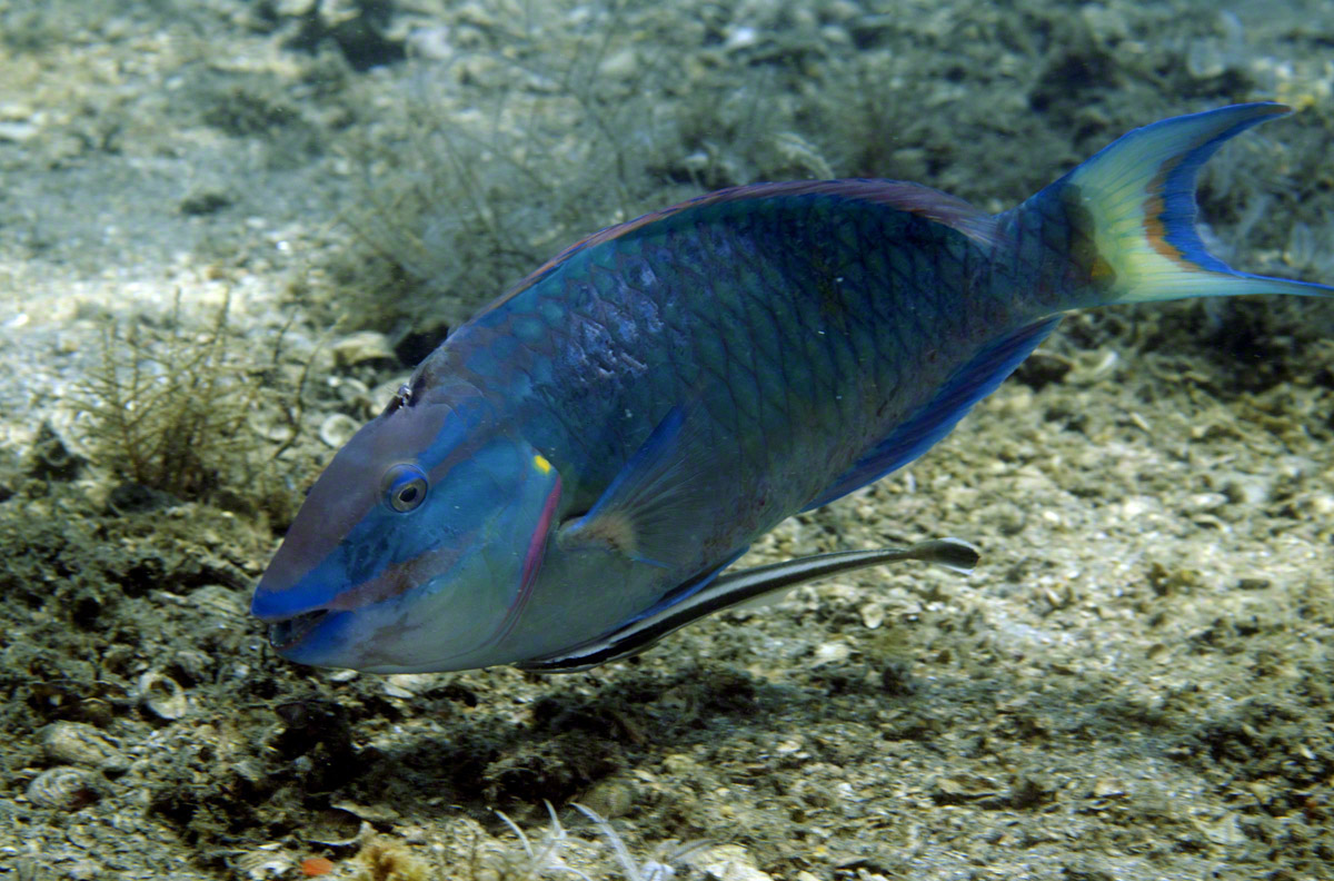 Stoplight-Parrotfish-with-Sharksucker.jpg