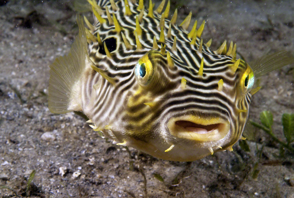 Striped-Burrfish.jpg