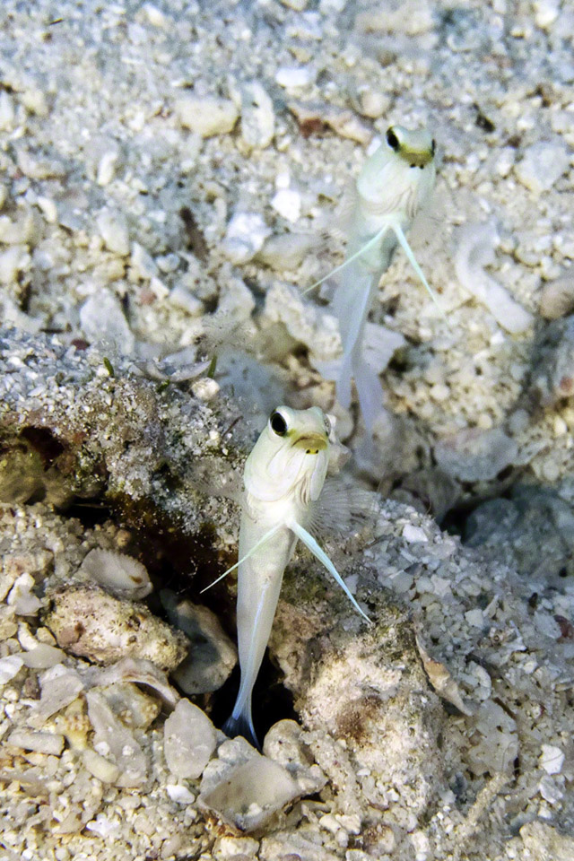 Yellowhead-Jawfish.jpg