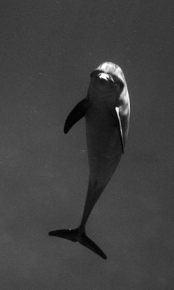 B-and-W-Dolphin.jpg