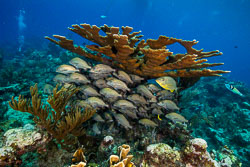 Grunts-under-Elkhorn-Coral.jpg