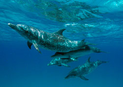 Mother-and-Baby-Dolphins.jpg