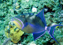 Queen-Triggerfish-North-Pole-Caves-2.jpg