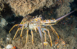 Spiny-Lobster.jpg