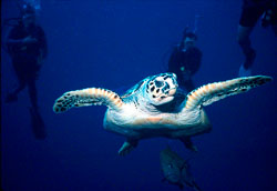 Turtle-and-Divers.jpg