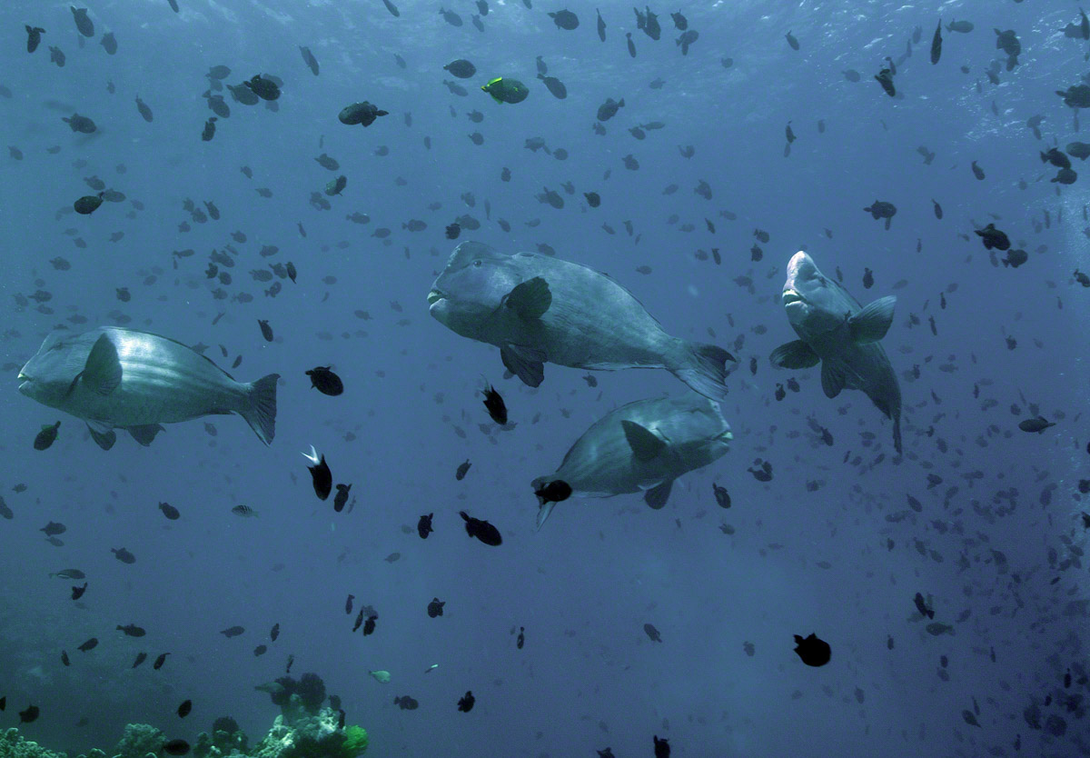 Bumphead-Parrotfish-1.jpg