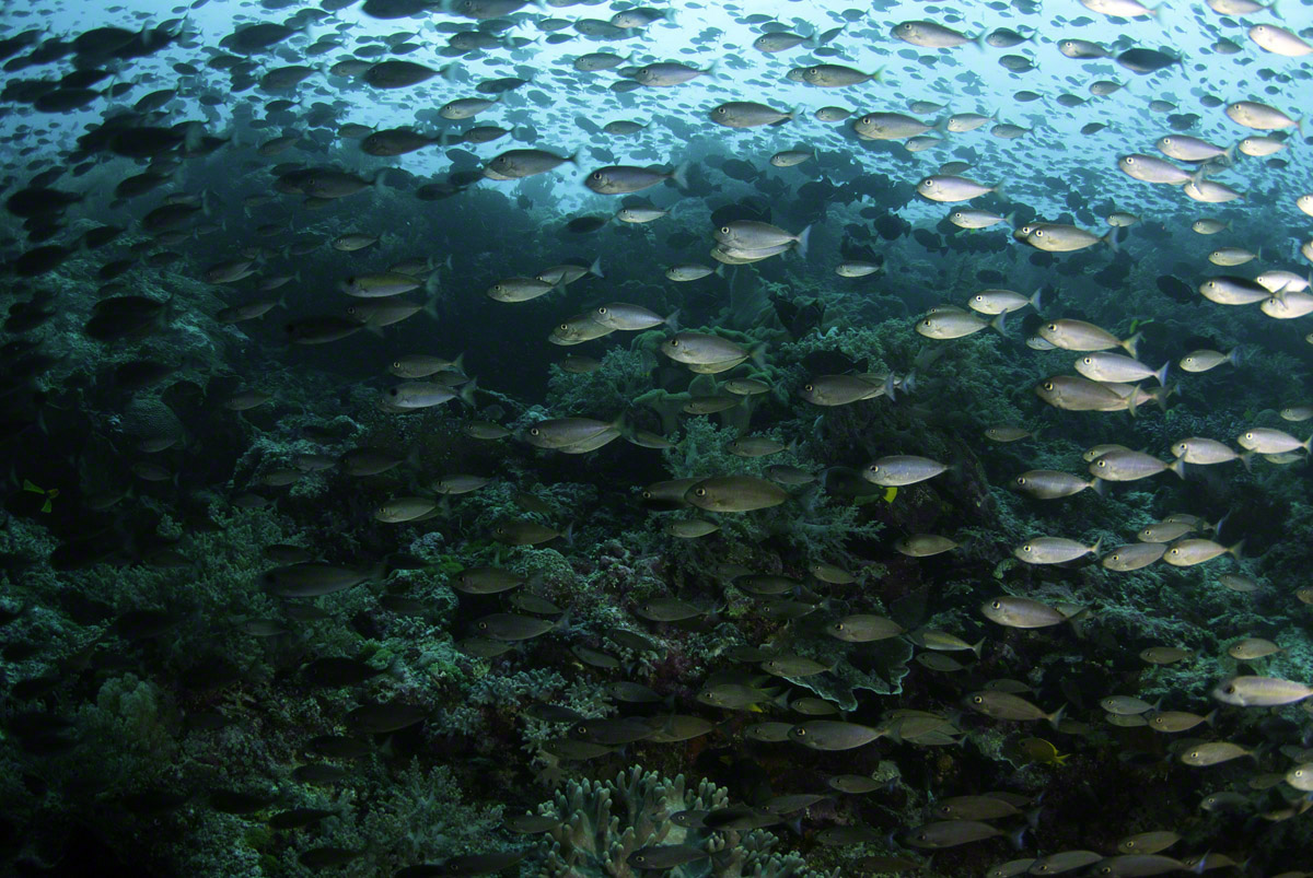 Fish-school-at-Pulau-Ai.jpg