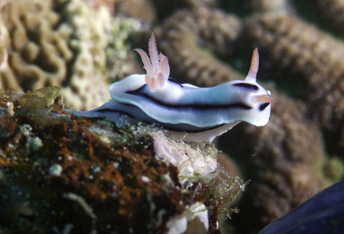 Lochs-Chromodoris.jpg