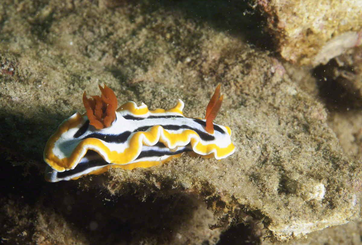 Magnificent-Chromodoris.jpg