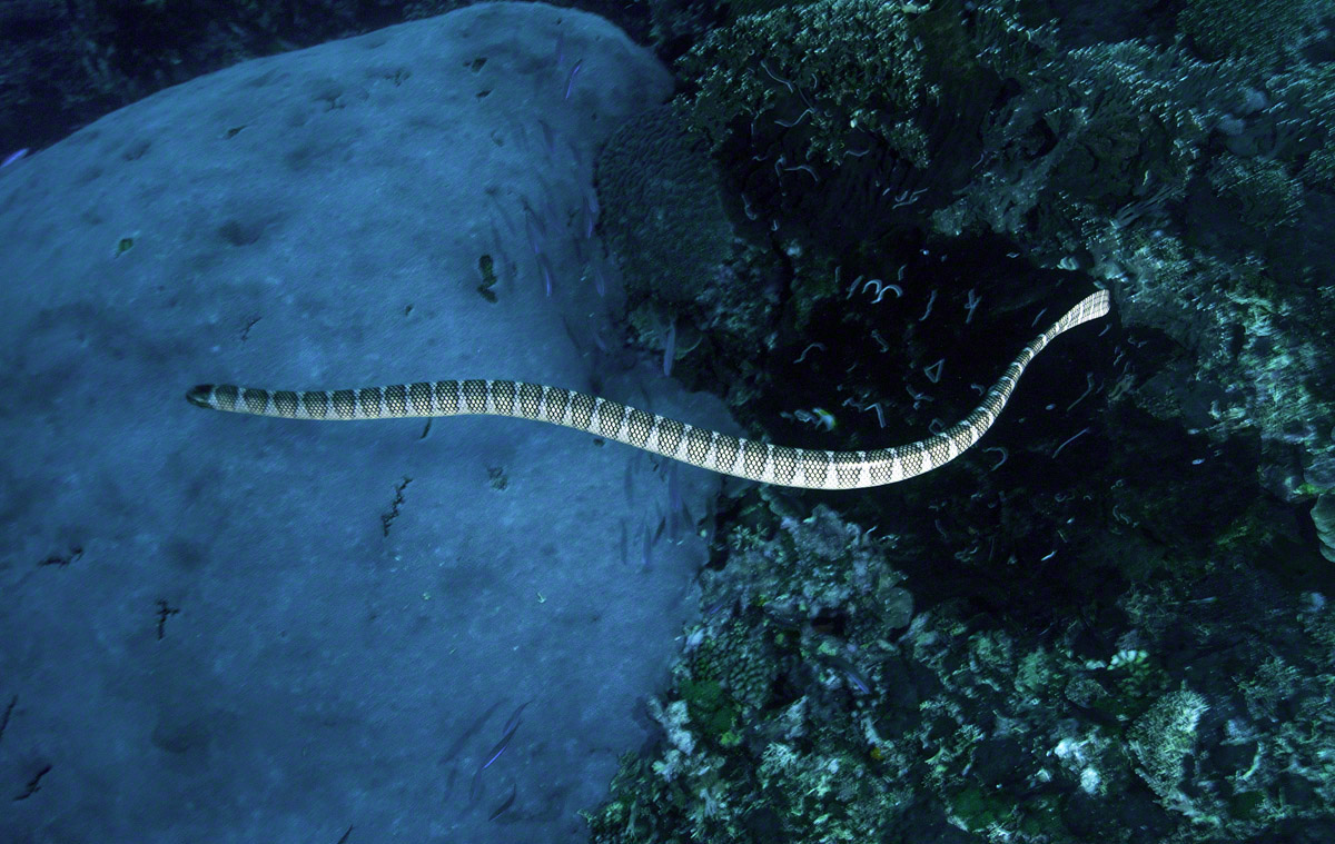 Olive-Sea-Snake.jpg