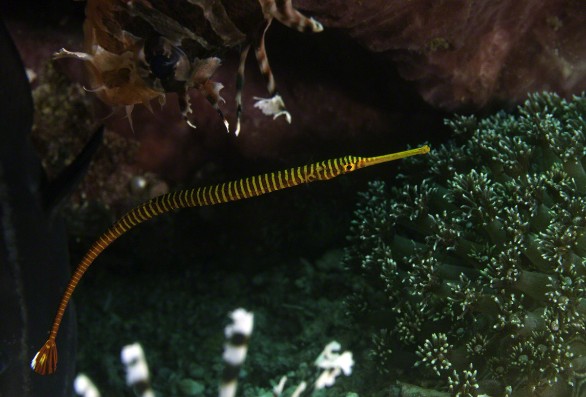 Orange-banded-pipefish.jpg