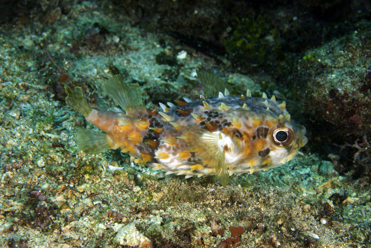 Orbicular-Burrfish.jpg