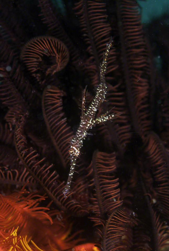 Ornate-Ghost-Pipefish-2.jpg