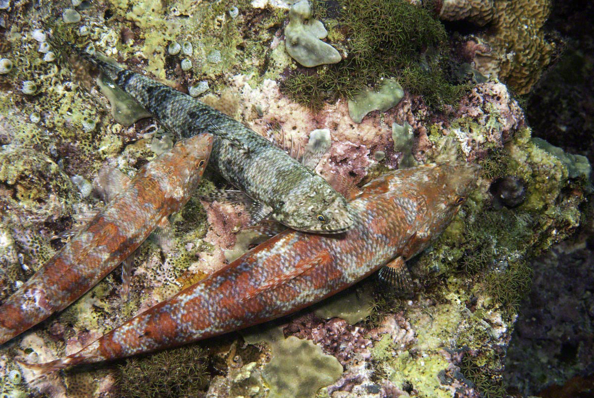 Reef-Lizardfish-x3.jpg