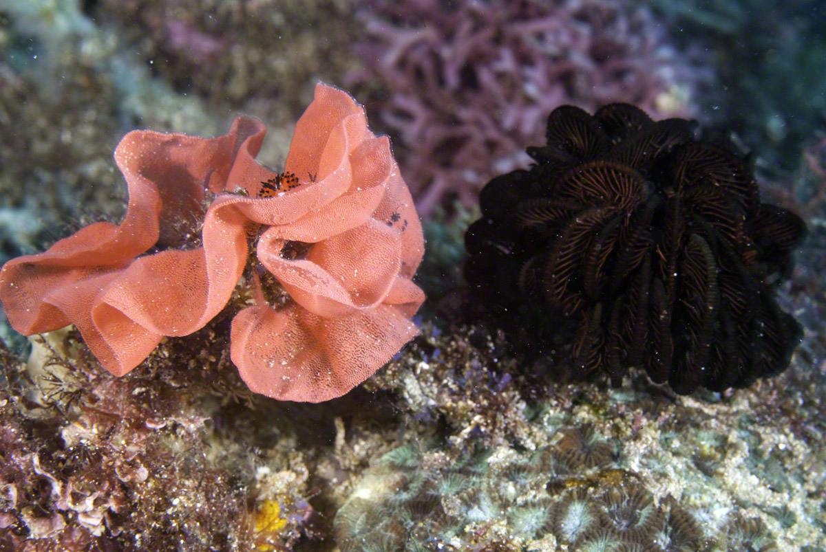 Spanish-Dancer-Eggs-and-Crinoid.jpg