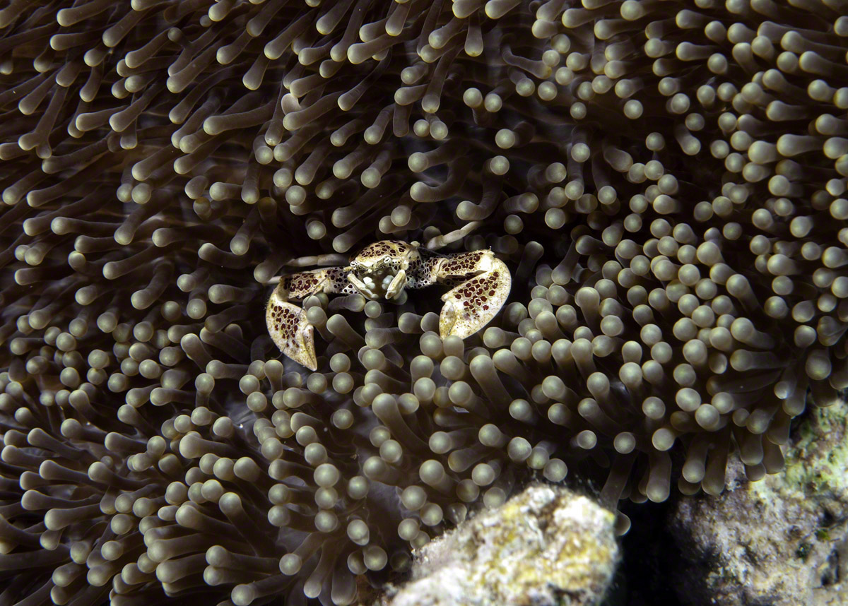 Spotted-Porcelain-Crab.jpg