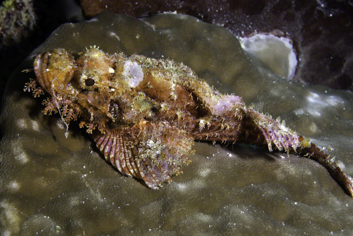 Tasseled-Scorpionfish.jpg