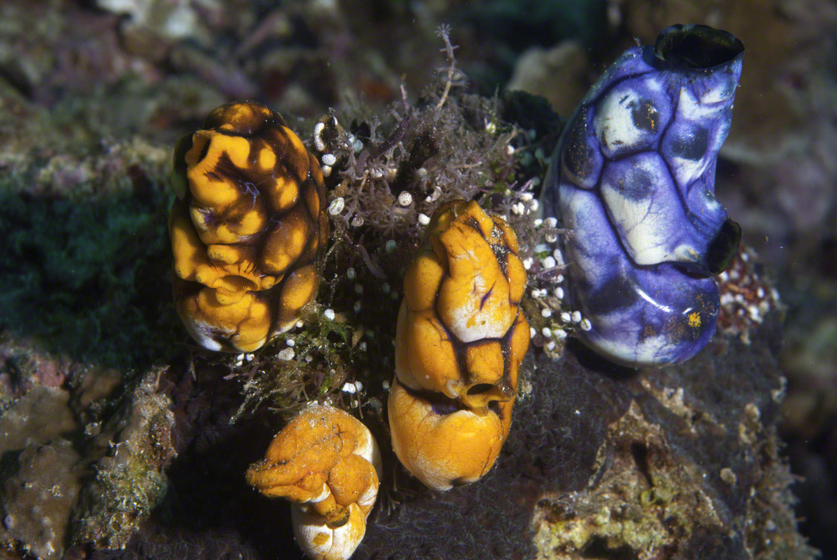 Tunicates.jpg