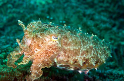 Broadclub-Cuttlefish.jpg
