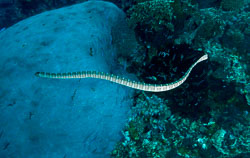 Olive-Sea-Snake.jpg