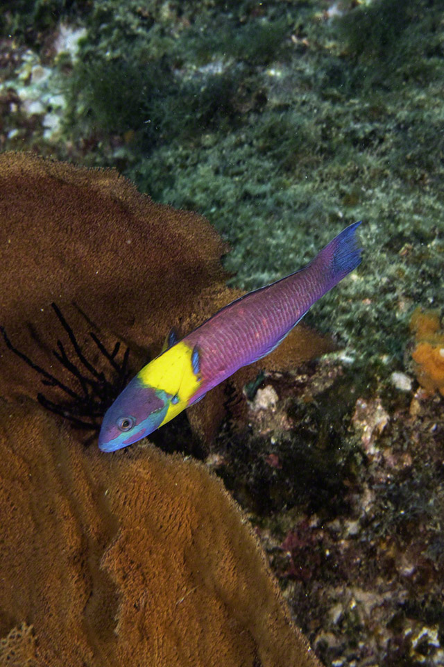 Cortez-Rainbow-Wrasse-2.jpg