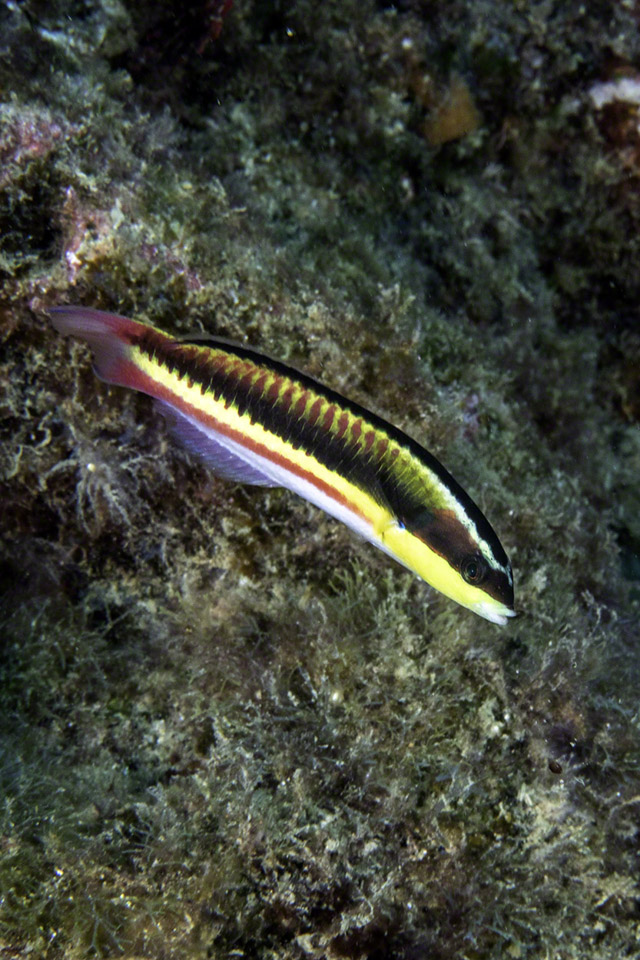 Cortez-Rainbow-Wrasse.jpg