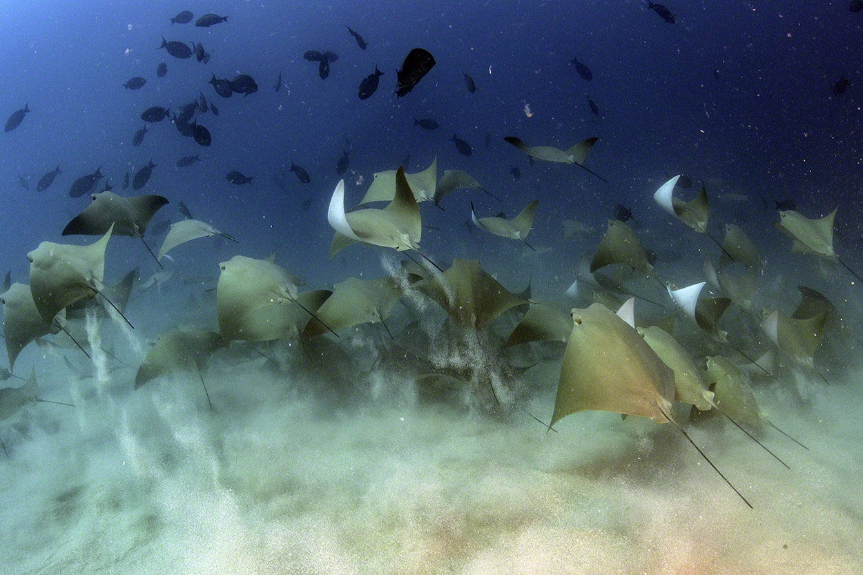 Cownose-Rays-1.jpg