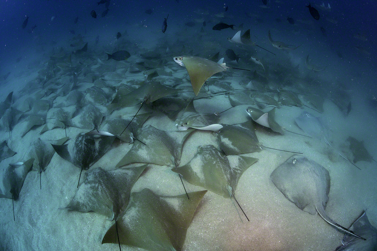 Cownose-Rays.jpg