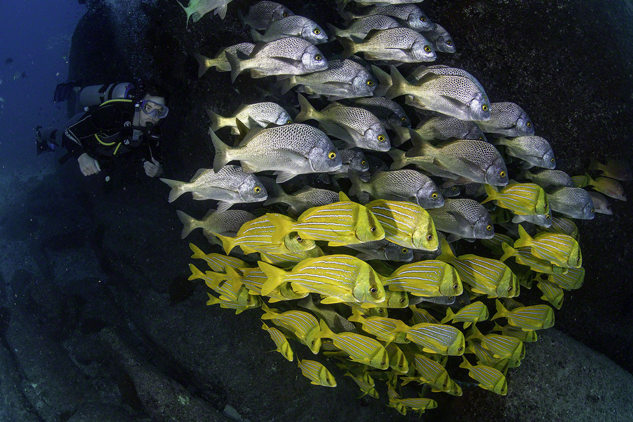 Diver-with-Graybar-Grunts-and-Porkfish.jpg