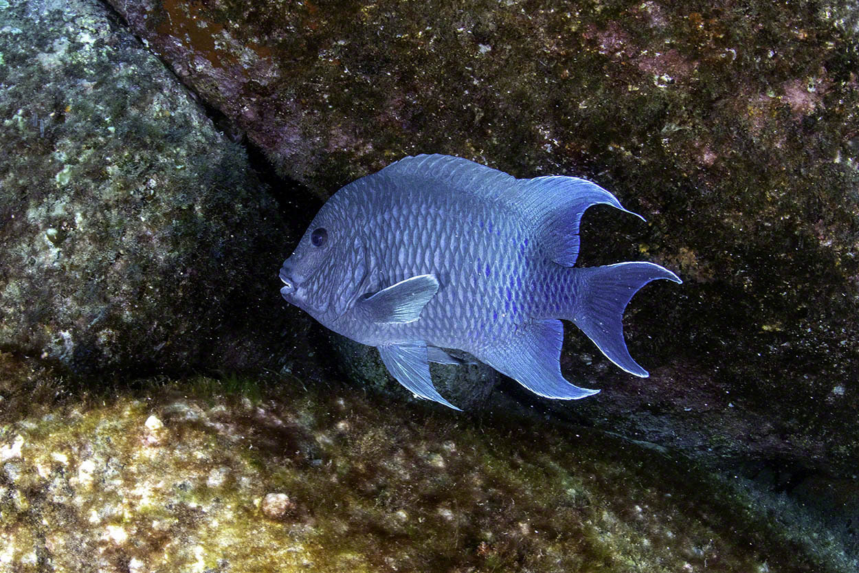 Giant-Damselfish.jpg