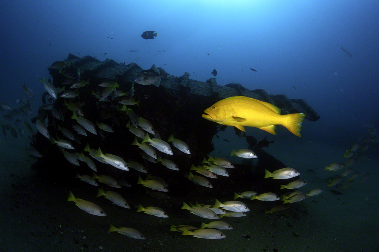 Golden-Grouper-and-Yellowtail-Snappers.jpg