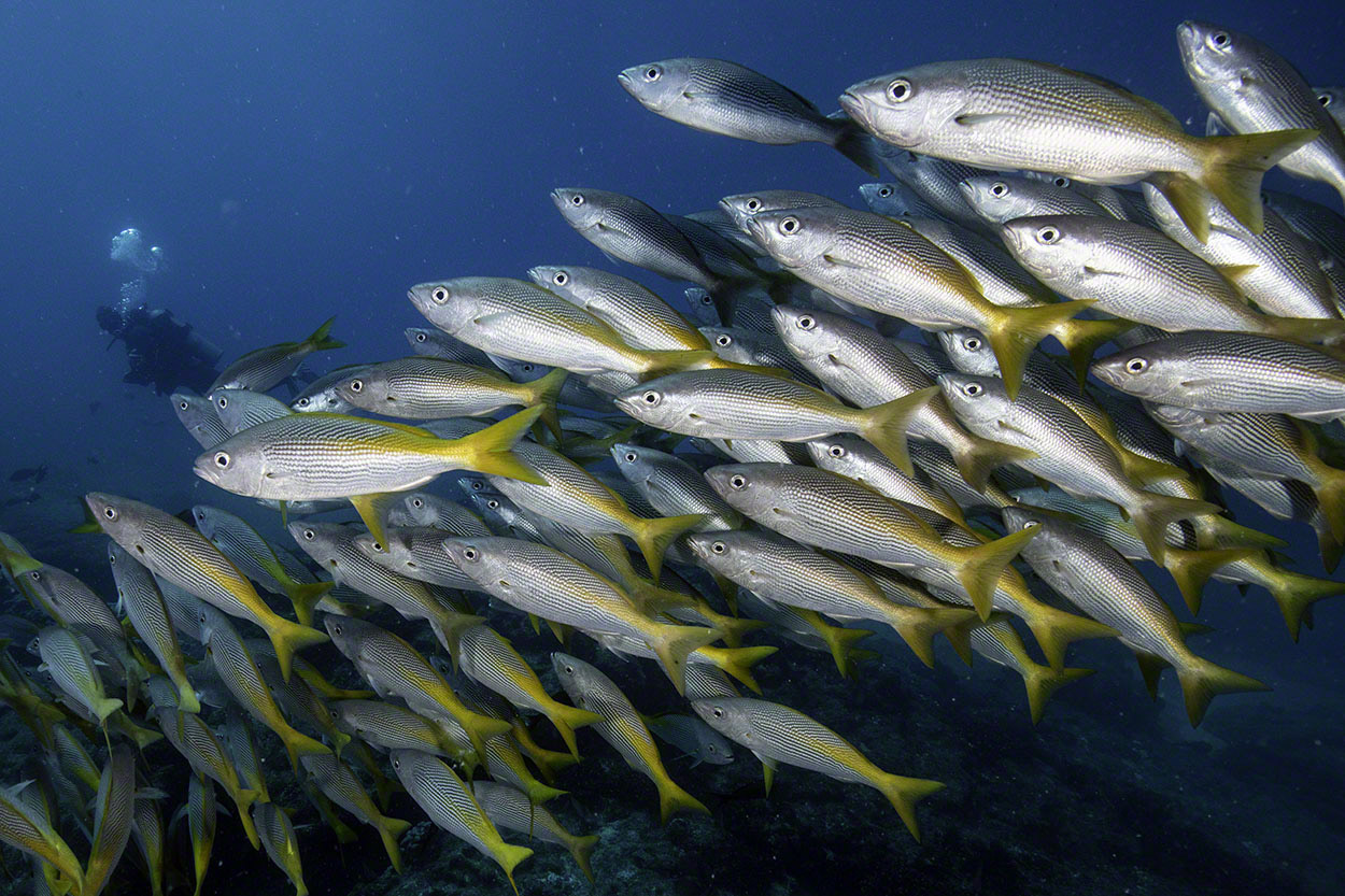 Golden-Snappers-at-El-Bajo.jpg