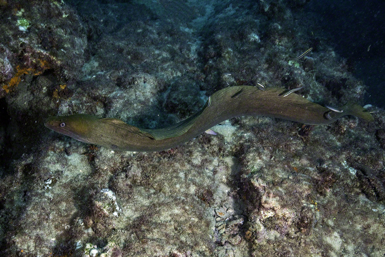 Green-Moray.jpg