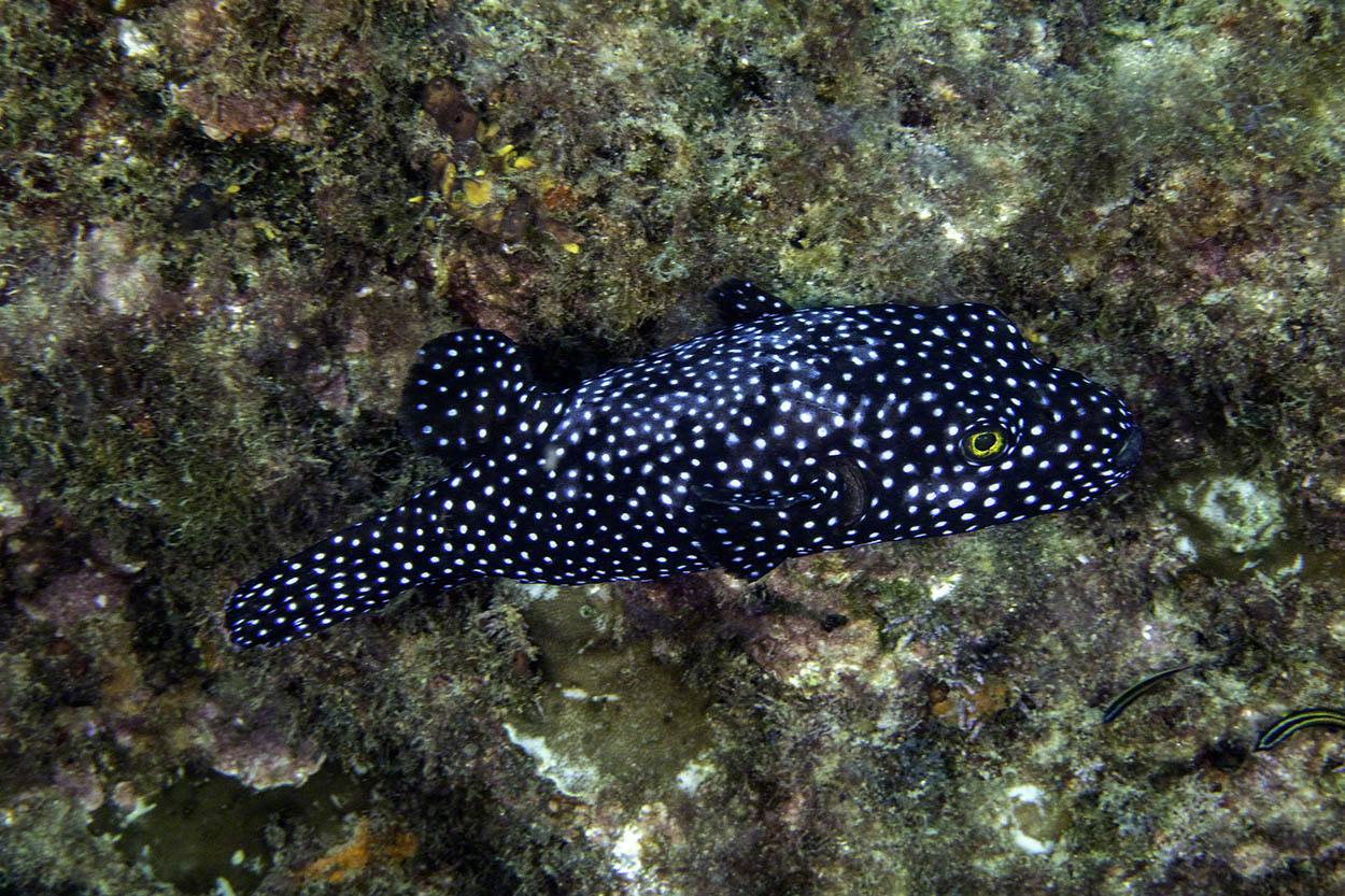 Guineafowl-Pufferfish-3.jpg