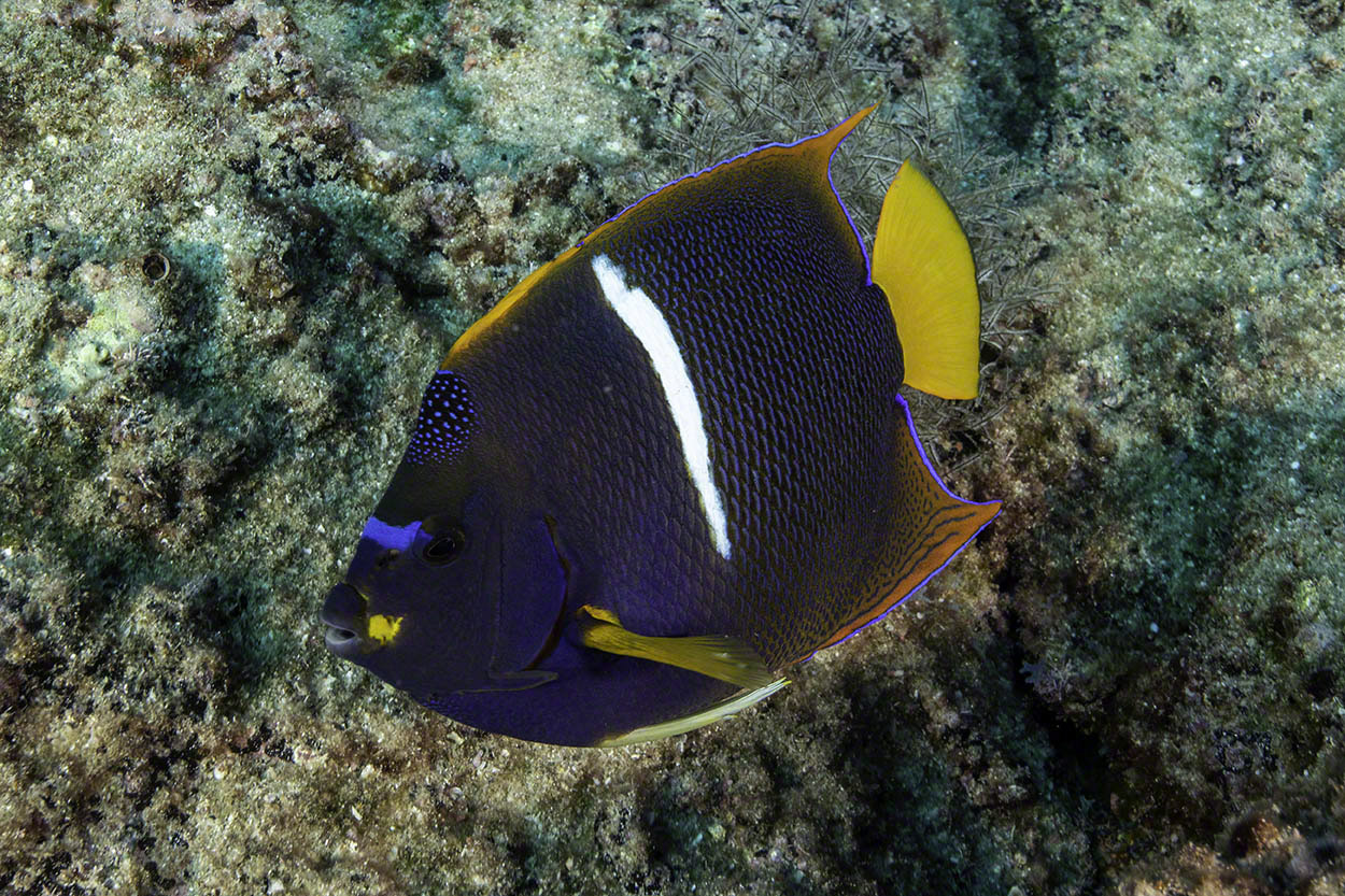 King-Angelfish.jpg