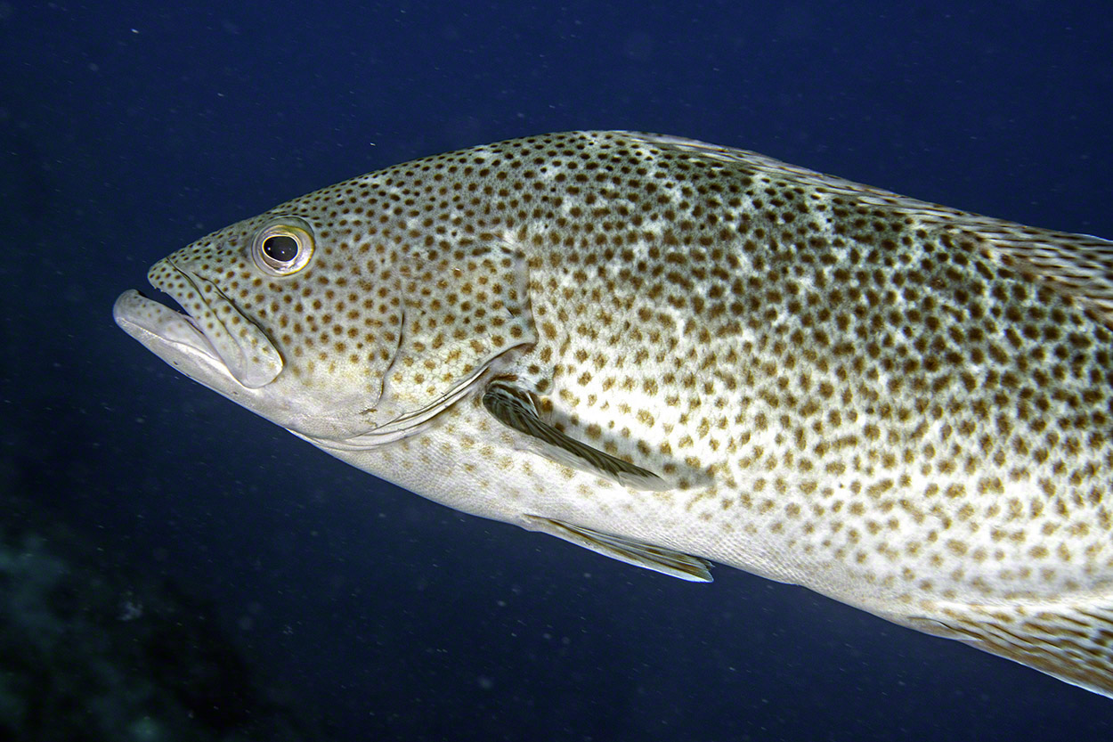 Leopard-Grouper-2.jpg