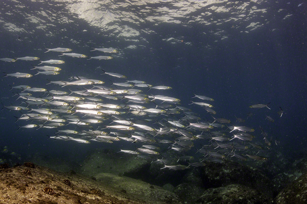 Pacific-Ladyfish-(Machetes)-3.jpg