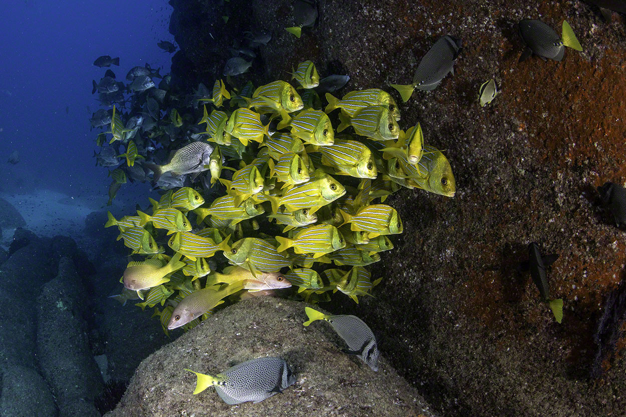 Porkfish.jpg