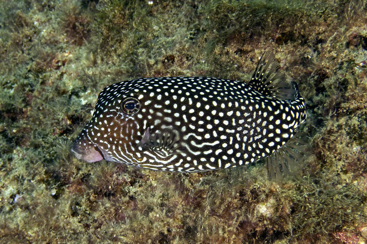 White-Spotted-Boxfish.jpg