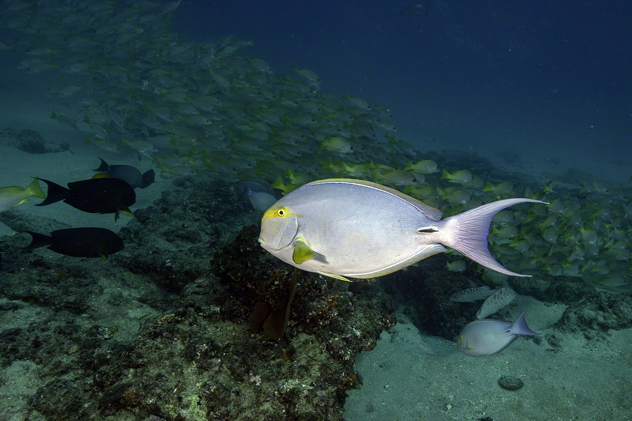 Yellowfin-Surgeonfish-at-El-Bajo.jpg