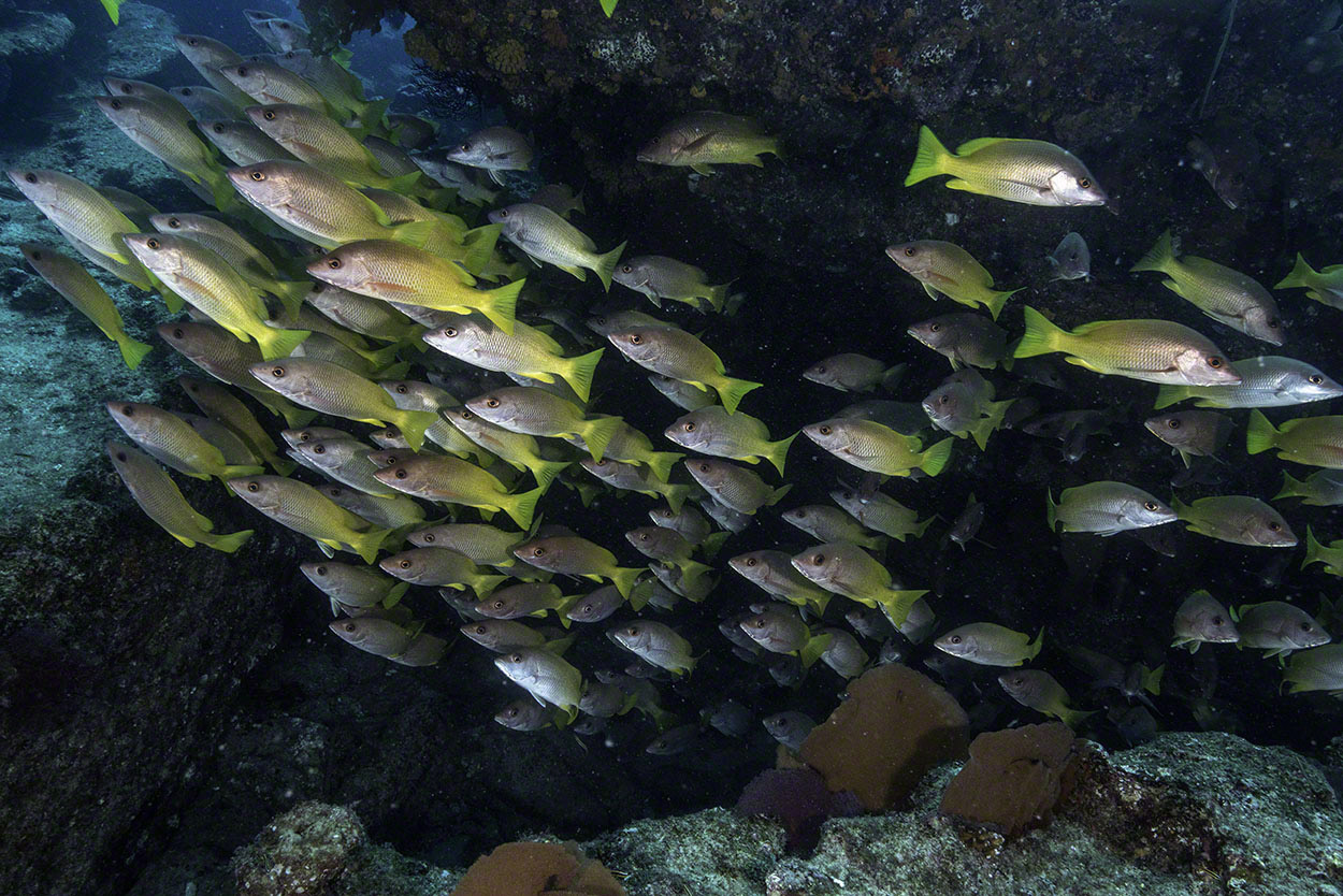 Yellowtail-Snappers-at-El-Bajo-3.jpg