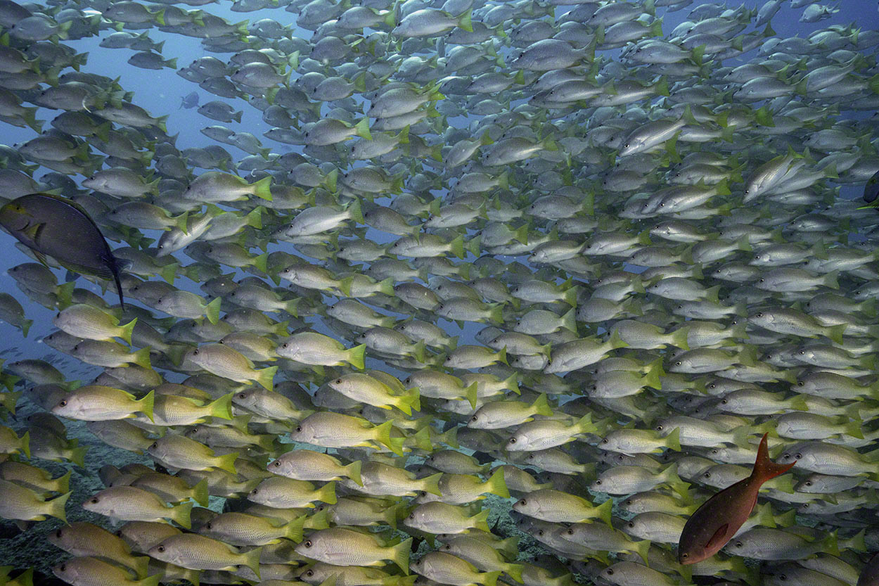 Yellowtail-Snappers-at-El-Bajo-5.jpg