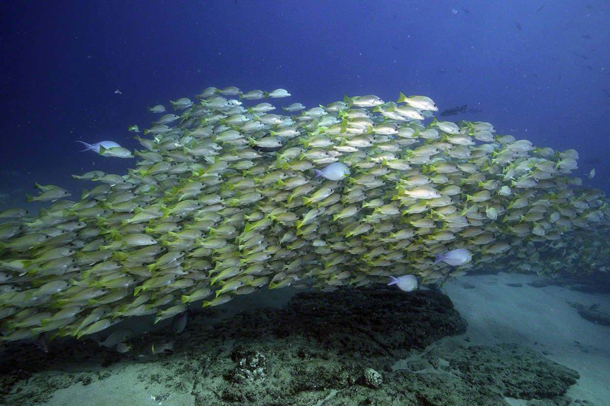 Yellowtail-Snappers-at-El-Bajo-8.jpg