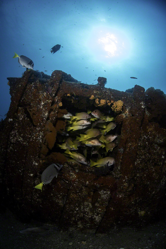 Yellowtail-Snappers-in-the-Wreck.jpg