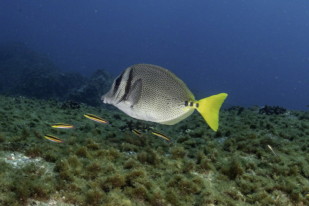 Yellowtail-Surgeonfish-with-Cortez-Rainbow-Wrasse.jpg