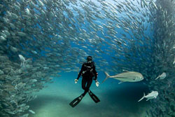 Underwater Photography