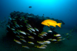 Golden-Grouper-and-Yellowtail-Snappers.jpg