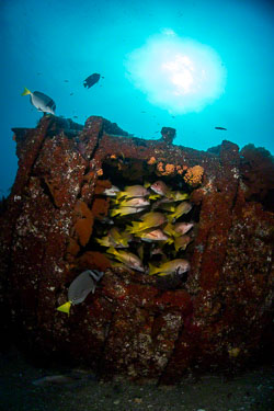 Yellowtail-Snappers-in-the-Wreck.jpg