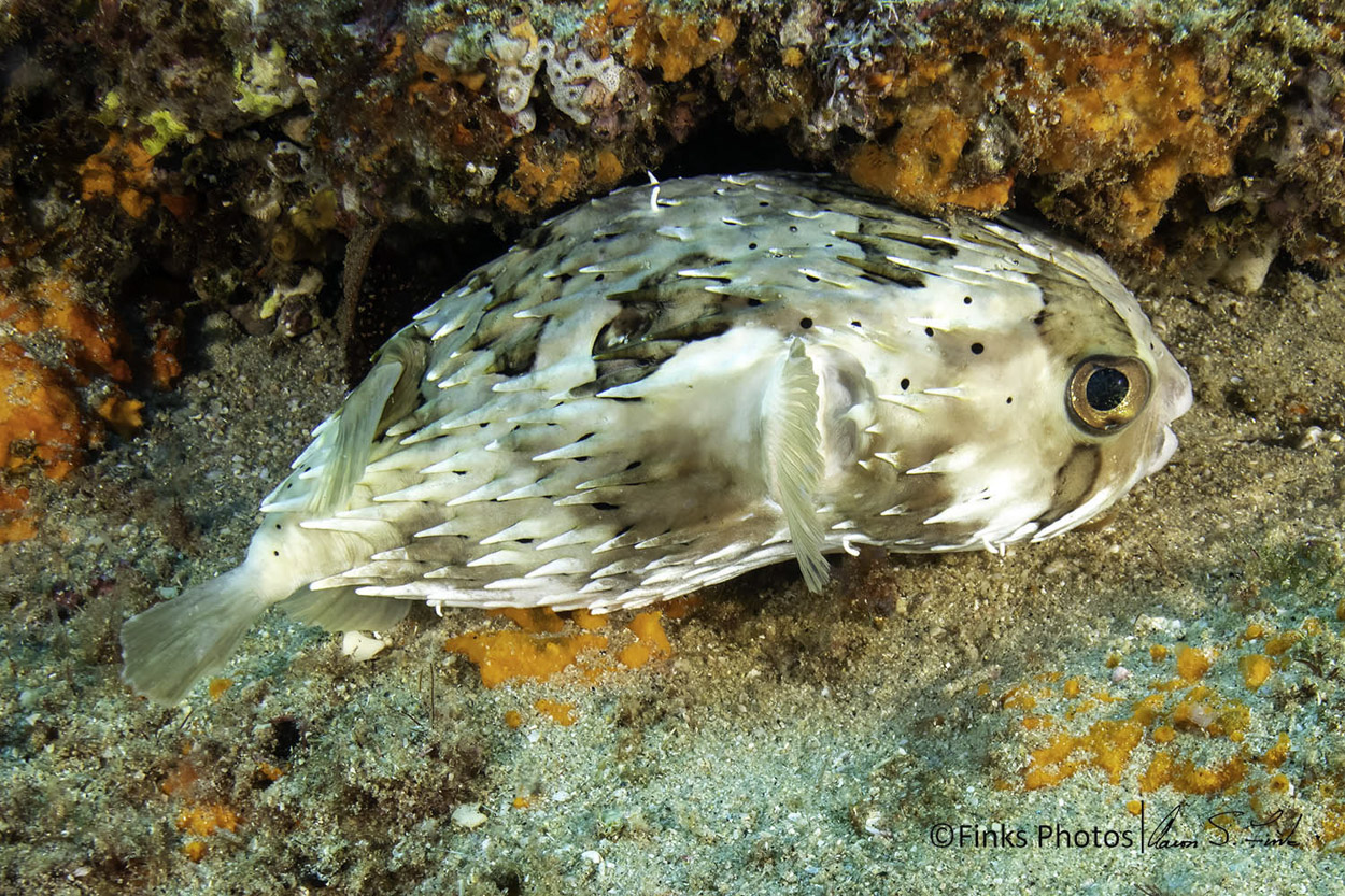 Balloonfish.jpg